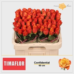 Rosa Confidential 60cm