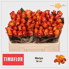Rosa Mariyo! 50cm