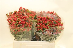 Hypericum Magical Triumph 50cm