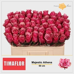 Rosa Majestic Athena 50cm