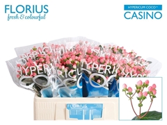 Hypericum Coco Casino 50cm