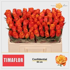 Rosa Confidential 50cm