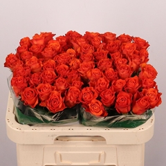Rosa Orange Wave 60cm