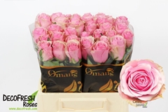 Rosa Celeb 40cm