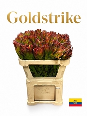 Leucadendron Safari Goldstrike 80cm