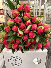 Paeonia Coral Charm 55cm
