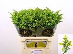Solidago Carzan Glory 80cm 40gr.