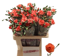 Dianthus Spray Orange Amelie 65cm