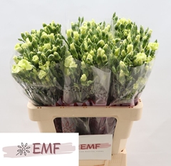Dianthus Spray Single Solomio Bern 60cm