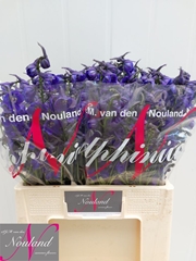 Delphinium Single Atlantis 60cm