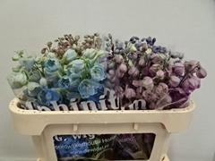 Delphinium Double Mix 65cm