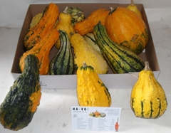 Cucurbita Pepo Maya Mix 12cm