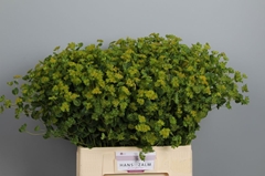 Bupleurum Rotundifolium 65cm