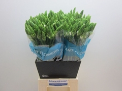 Ornithogalum Thyrsoides Mount Fuji 60cm