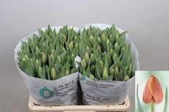 Tulip Single Ad Rem 40cm 50gr.