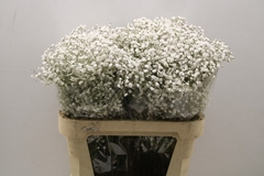 Gypsophila Paniculata Xlence 80cm 30gr.