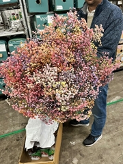 Gypsophila Elegans 80cm 40gr.