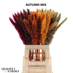 Cortaderia Fresh 70cm