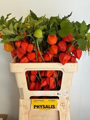 Physalis Alkekengi Lampion Per Stem 60cm