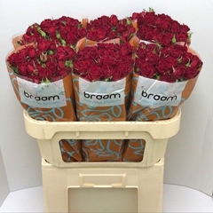 Rosa Spray Rubicon 70cm 7+
