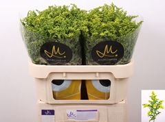 Solidago Carzan Glory 70cm 50gr.