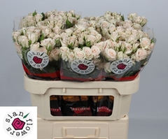 Rosa Spray Royal Porcelina 70cm 6+