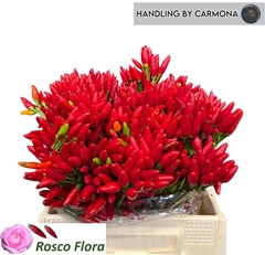 Capsicum Red Fire 40cm