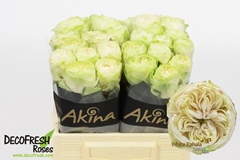 Rosa White Kahala-Bb 40cm