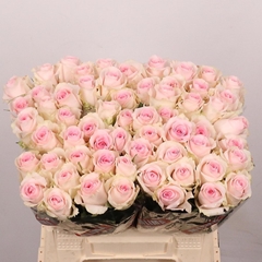 Rosa Revival Sweet 40cm