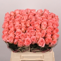 Rosa Unicorn 40cm