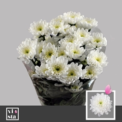 Chrysanth Spray Altaj 70cm 85gr.