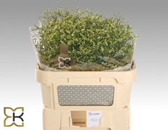 Limonium Sinense China Lemon 70cm 30gr.