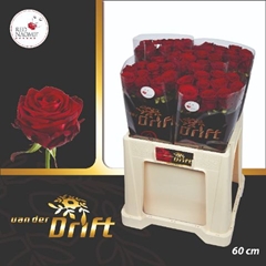 Rosa Red Naomi! 60cm