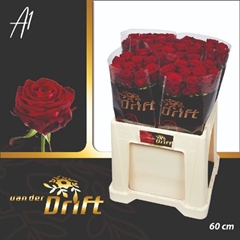 Rosa Red Naomi! 60cm
