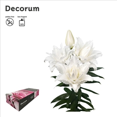 Lily Oriental Double Roselily Nadia 75cm 3+
