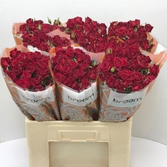 Rosa Spray Rubicon 60cm 6+