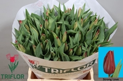 Tulip Single Strong Love 40cm 40gr.