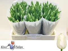 Tulip Single Snowboard 40cm 33gr.