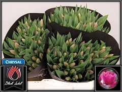 Tulip Single Barcelona 40cm 40gr.