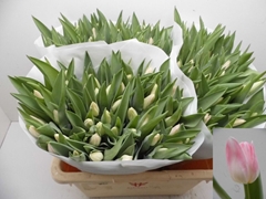 Tulip Single Dynasty 35cm 35gr.