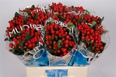 Hypericum Coco Tango 60cm