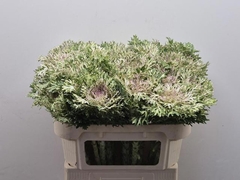 Brassica Crane King 70cm