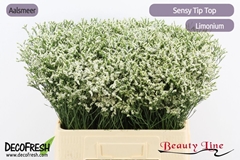 Limonium Sinense Sensy Tip Top 60cm 20gr.