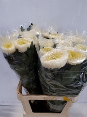 Chrysanth Single Bislet White 85cm 200gr.