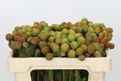 Berzelia Galpinii 50cm