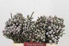 Brunia Laevis 40cm
