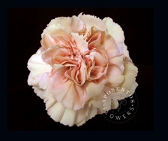Dianthus Single Creola 65cm