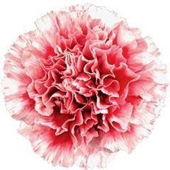 Dianthus Single Cheerio 70cm