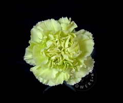 Dianthus Single Voragine 65cm