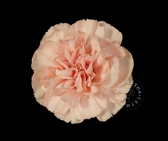 Dianthus Single Novia 65cm